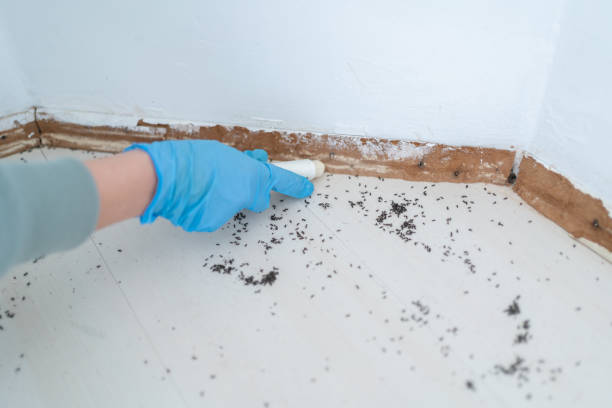 Best Exterminator Services  in White Oak, MD